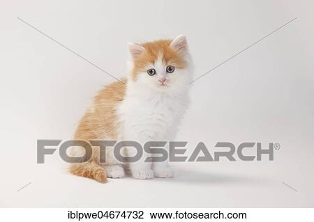 British longhair or highlander, kitten, 8 weeks, red-white, highlander, lowlander, Britanica, BLH View Large Photo Image Stock Image - British longhair or highlander, kitten, 8 weeks, red-white, highlander, lowlander, Britanica, BLH. Fotosearch