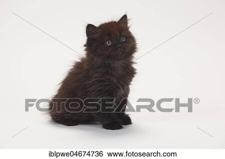 British longhair or highlander, kitten, 8 weeks, black-tortie, sitting, white background View Large Photo Image Stock Photograph - British longhair or highlander, kitten, 8 weeks, black-tortie, sitting, white background. Fotosearch