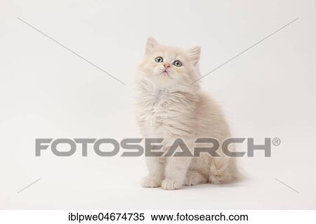 British longhair or highlander, kitten, 8 weeks, cream-white, sitting, white background View Large Photo Image Stock Photography - British longhair or highlander, kitten, 8 weeks, cream-white, sitting, white background. Fotosearch