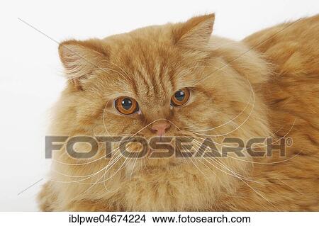 British Longhair or Highlander, male, red, animal portrait View Large Photo Image Picture - British Longhair or Highlander, male, red, animal portrait. Fotosearch