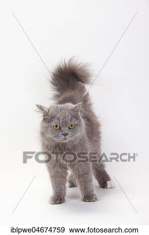British longhair or highlander, blue-white, standing, white background View Large Photo Image Stock Photo - British longhair or highlander, blue-white, standing, white background. Fotosearch
