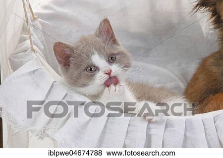 British longhair or highlander, fawn-white, kitten, 9 weeks, highlander, lowlander, Britanica, BLH, tongue View Large Photo Image Stock Photo - British longhair or highlander, fawn-white, kitten, 9 weeks, highlander, lowlander, Britanica, BLH, tongue. Fotosearch