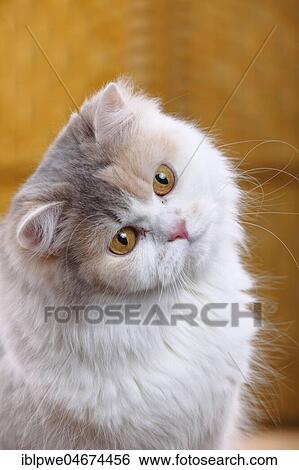 British longhair or highlander, blue-cream-white, animal portrait with crooked head View Large Photo Image Stock Photograph - British longhair or highlander, blue-cream-white, animal portrait with crooked head. Fotosearch