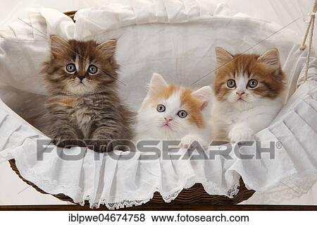 British longhair or highlander, three kittens, 8 weeks, lying in basket View Large Photo Image Stock Photo - British longhair or highlander, three kittens, 8 weeks, lying in basket. Fotosearch