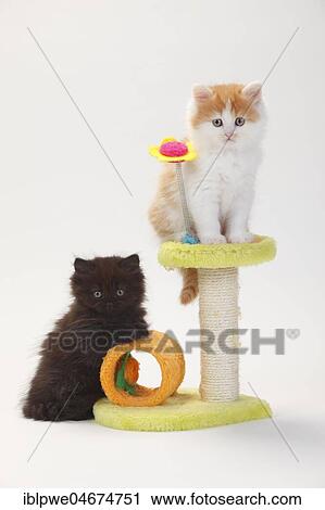 British longhair or highlander, two kittens, 8 weeks, black-tortie and red-white on cat tree, white background View Large Photo Image Stock Image - British longhair or highlander, two kittens, 8 weeks, black-tortie and red-white on cat tree, white background. Fotosearch