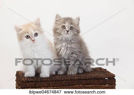Stock Photo - British longhair or highlander, two kittens, 10 weeks, sitting on basket. Fotosearch