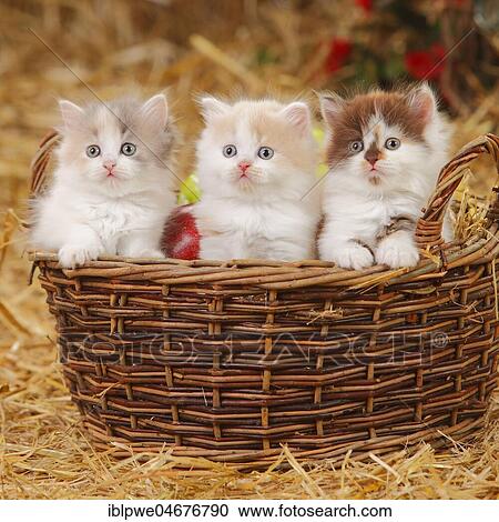 Stock Image - British longhair, three kittens, 6 weeks, sitting in basket. Fotosearch