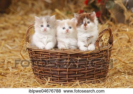 British longhair, three kittens, 6 weeks, sitting in basket View Large Photo Image Stock Photo - British longhair, three kittens, 6 weeks, sitting in basket. Fotosearch