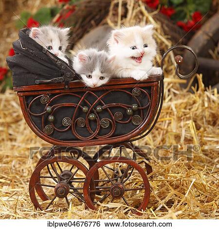 British longhair, three kittens, 6 weeks, in doll pram, autumnal View Large Photo Image Stock Photograph - British longhair, three kittens, 6 weeks, in doll pram, autumnal. Fotosearch