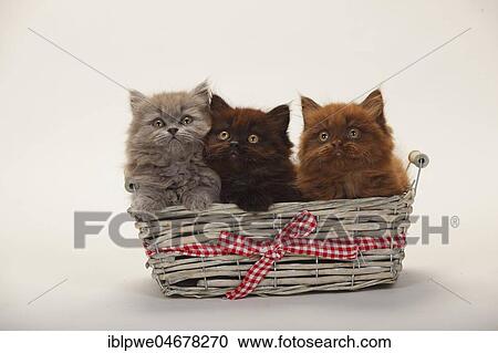 British longhair, three kittens, 9 weeks, chocolate, black and blue, sitting in basket View Large Photo Image Stock Image - British longhair, three kittens, 9 weeks, chocolate, black and blue, sitting in basket. Fotosearch