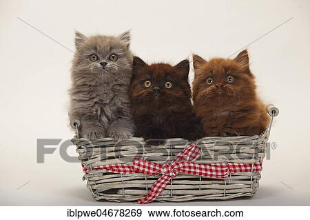 British longhair, three kittens, 9 weeks, chocolate, black and blue, sitting in basket View Large Photo Image Stock Photo - British longhair, three kittens, 9 weeks, chocolate, black and blue, sitting in basket. Fotosearch