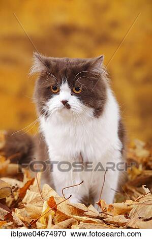 Stock Image - British Longhair, tomcat, chocolate-white, Highlander, sits in autumn leaves. Fotosearch