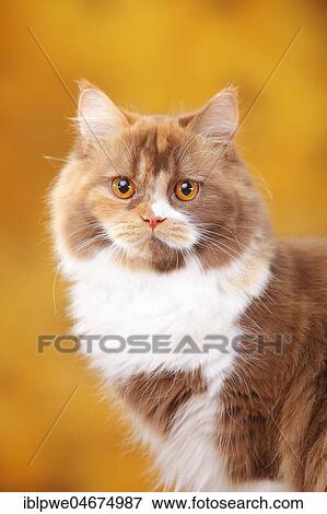 Stock Photo - British Longhair, tomcat, cinnamon-tortie-white, Highlander, animal portrait. Fotosearch