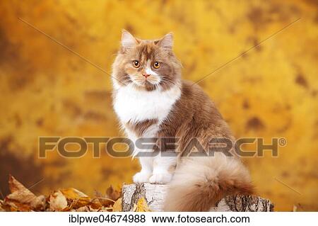 British Longhair, tomcat, cinnamon-tortie-white, highlander, sits on tree trunk in autumn leaves, autumnal View Large Photo Image Stock Photo - British Longhair, tomcat, cinnamon-tortie-white, highlander, sits on tree trunk in autumn leaves, autumnal. Fotosearch