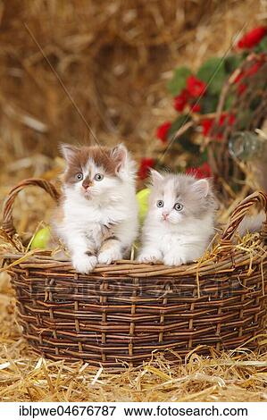 British longhair, two kittens, 6 weeks, sitting in basket View Large Photo Image Stock Photo - British longhair, two kittens, 6 weeks, sitting in basket. Fotosearch