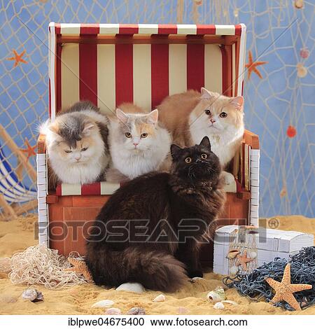 British Longhairs, British long-haired cat, highlander, sitting in beach chair View Large Photo Image Stock Image - British Longhairs, British long-haired cat, highlander, sitting in beach chair. Fotosearch