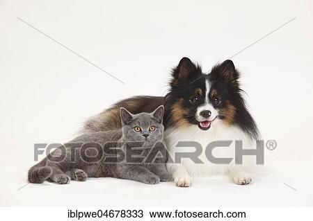 Stock Image - British Shorthair and mixed breed dog, Kleinspitz-Mischling, lying next to each other. Fotosearch