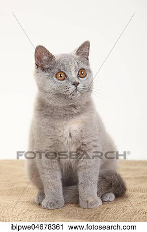 British Shorthair, blue-tortie, 4 months, sitting, white background View Large Photo Image Stock Image - British Shorthair, blue-tortie, 4 months, sitting, white background. Fotosearch