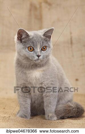 British Shorthair, blue-tortie, 4 months, sitting View Large Photo Image Stock Photograph - British Shorthair, blue-tortie, 4 months, sitting. Fotosearch
