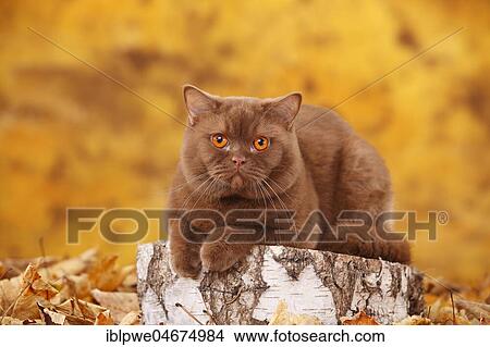 British Shorthair cat, male, cinnamon, lying on tree trunk in autumn leaves, autumnal View Large Photo Image Picture - British Shorthair cat, male, cinnamon, lying on tree trunk in autumn leaves, autumnal. Fotosearch