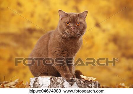 British shorthair cat, tomcat, cinnamon, sits on tree trunk, autumnal View Large Photo Image Stock Image - British shorthair cat, tomcat, cinnamon, sits on tree trunk, autumnal. Fotosearch