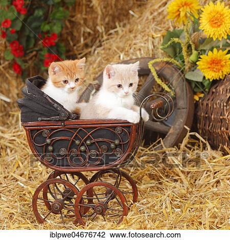 British shorthair cats, two kittens, 10 weeks, cream-white and red-white, cream-white, in doll pram, autumnal View Large Photo Image Stock Image - British shorthair cats, two kittens, 10 weeks, cream-white and red-white, cream-white, in doll pram, autumnal. Fotosearch
