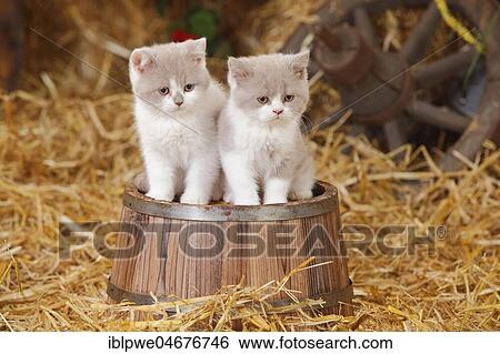 British shorthair cats, two kittens, 10 weeks, lilac-white, sitting on wooden tub View Large Photo Image Stock Photograph - British shorthair cats, two kittens, 10 weeks, lilac-white, sitting on wooden tub. Fotosearch