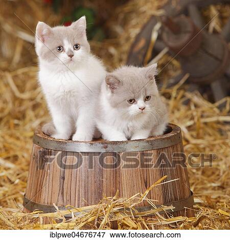 Stock Photo - British shorthair cats, two kittens, 6 weeks, sitting on wooden tub. Fotosearch