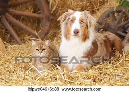 British Shorthair, female, and Australian Shepherd, Ruede, red-merle View Large Photo Image Stock Photo - British Shorthair, female, and Australian Shepherd, Ruede, red-merle. Fotosearch