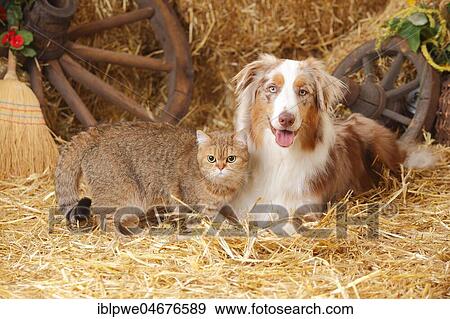 Stock Photo - British Shorthair, female, and Australian Shepherd, Ruede, red-merle. Fotosearch
