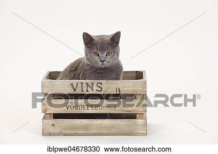 British Shorthair, female, blue, sits in wooden box, white background View Large Photo Image Stock Image - British Shorthair, female, blue, sits in wooden box, white background. Fotosearch