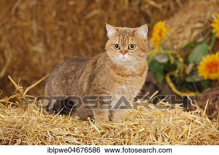 Stock Photograph - British Shorthair, female, sitting in straw. Fotosearch