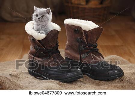 British Shorthair, kitten, blue, 8 weeks, sits in winter boots View Large Photo Image Stock Photo - British Shorthair, kitten, blue, 8 weeks, sits in winter boots. Fotosearch