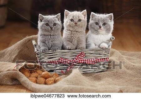 British Shorthair, three kittens, 8 weeks, sitting in basket View Large Photo Image Stock Image - British Shorthair, three kittens, 8 weeks, sitting in basket. Fotosearch