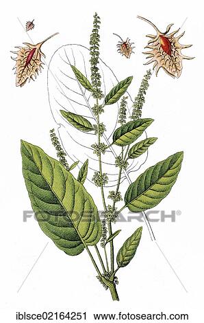 Broad-leaved Dock or Bitter Dock (Rumex obtusifolius), medicinal plant, useful plant, chromolithography, circa 1870 View Large Photo Image Stock Image - Broad-leaved Dock or Bitter Dock (Rumex obtusifolius), medicinal plant, useful plant, chromolithography, circa 1870. Fotosearch