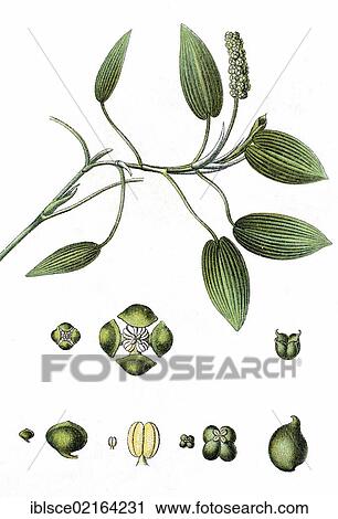 Broad-leaved pondweed, floating pondweed (Potamogeton natans), medicinal plant, crop plant, chromolithography, about 1870 View Large Photo Image Stock Image - Broad-leaved pondweed, floating pondweed (Potamogeton natans), medicinal plant, crop plant, chromolithography, about 1870. Fotosearch