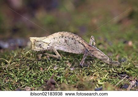Brown Leaf Chameleon (Brookesia superciliaris), Madagascar, Africa View Large Photo Image Stock Photo - Brown Leaf Chameleon (Brookesia superciliaris), Madagascar, Africa. Fotosearch