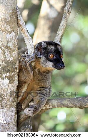 Brown Lemur (Eulemur fulvus), Andasibe Reserve, Perinet Reserve, Madagascar, Africa View Large Photo Image Picture - Brown Lemur (Eulemur fulvus), Andasibe Reserve, Perinet Reserve, Madagascar, Africa. Fotosearch