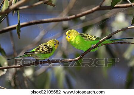Stock Image - Budgerigars (Melopsittacus undulatus), pair, Alice Springs, Northern Territory, Australia, Oceania. Fotosearch