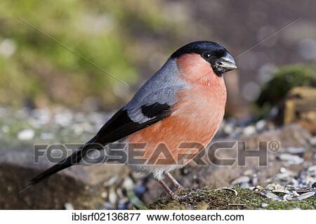 Bullfinch (Pyrrhula pyrrhula) at a feeding site, Bad Sooden-Allendorf, Hesse, Germany, Europe View Large Photo Image Stock Photo - Bullfinch (Pyrrhula pyrrhula) at a feeding site, Bad Sooden-Allendorf, Hesse, Germany, Europe. Fotosearch