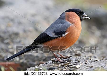 Bullfinch (Pyrrhula pyrrhula) at the feeding site, Bad Sooden-Allendorf, Hesse, Germany, Europe View Large Photo Image Stock Image - Bullfinch (Pyrrhula pyrrhula) at the feeding site, Bad Sooden-Allendorf, Hesse, Germany, Europe. Fotosearch