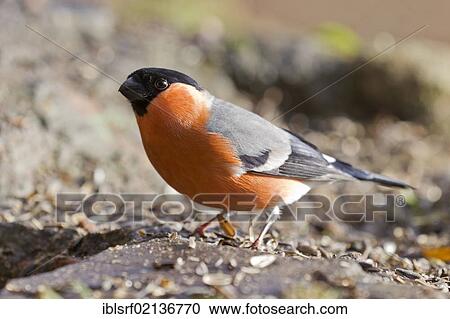 Bullfinch (Pyrrhula pyrrhula) at the feeding site, Bad Sooden-Allendorf, Hesse, Germany, Europe View Large Photo Image Stock Image - Bullfinch (Pyrrhula pyrrhula) at the feeding site, Bad Sooden-Allendorf, Hesse, Germany, Europe. Fotosearch