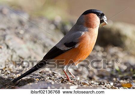 Bullfinch (Pyrrhula pyrrhula) at the feeding site, Bad Sooden-Allendorf, Hesse, Germany, Europe View Large Photo Image Stock Photo - Bullfinch (Pyrrhula pyrrhula) at the feeding site, Bad Sooden-Allendorf, Hesse, Germany, Europe. Fotosearch