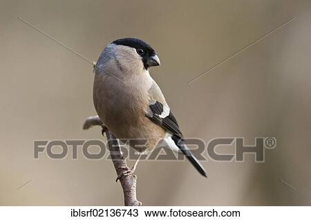 Bullfinch (Pyrrhula pyrrhula), perched, Bad Sooden-Allendorf, Hesse, Germany, Europe View Large Photo Image Stock Image - Bullfinch (Pyrrhula pyrrhula), perched, Bad Sooden-Allendorf, Hesse, Germany, Europe. Fotosearch