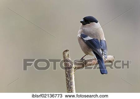 Bullfinch (Pyrrhula pyrrhula), perched, Bad Sooden-Allendorf, Hesse, Germany, Europe View Large Photo Image Stock Image - Bullfinch (Pyrrhula pyrrhula), perched, Bad Sooden-Allendorf, Hesse, Germany, Europe. Fotosearch