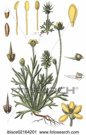 Bur buttercup (Ranunculus testiculatus), medicinal plant, crop plant, chromolithography, about 1870 View Large Photo Image Stock Image - Bur buttercup (Ranunculus testiculatus), medicinal plant, crop plant, chromolithography, about 1870. Fotosearch