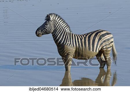 Burchell's Zebra (Equus quagga burchellii) standing in muddy water, Okaukuejo waterhole, Etosha National Park, Namibia, Africa View Large Photo Image Picture - Burchell's Zebra (Equus quagga burchellii) standing in muddy water, Okaukuejo waterhole, Etosha National Park, Namibia, Africa. Fotosearch