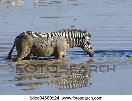 Burchell's Zebra (Equus quagga burchellii) in muddy water, young animal crossing the Okaukuejo waterhole, Etosha National Park, Namibia, Africa View Large Photo Image Picture - Burchell's Zebra (Equus quagga burchellii) in muddy water, young animal crossing the Okaukuejo waterhole, Etosha National Park, Namibia, Africa. Fotosearch