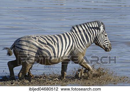 Burchell's Zebra (Equus quagga burchellii) in muddy water, crossing the Okaukuejo waterhole, Etosha National Park, Namibia, Africa View Large Photo Image Stock Image - Burchell's Zebra (Equus quagga burchellii) in muddy water, crossing the Okaukuejo waterhole, Etosha National Park, Namibia, Africa. Fotosearch