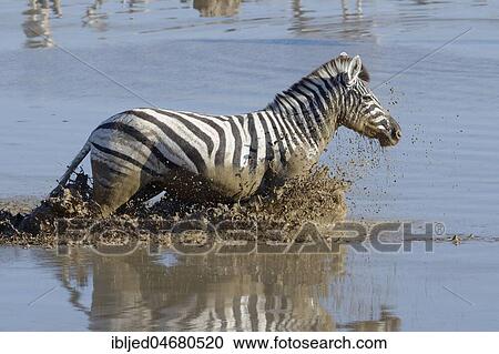 Burchell's Zebra (Equus quagga burchellii) in muddy water, running through the Okaukuejo waterhole, Etosha National Park, Namibia, Africa View Large Photo Image Stock Image - Burchell's Zebra (Equus quagga burchellii) in muddy water, running through the Okaukuejo waterhole, Etosha National Park, Namibia, Africa. Fotosearch